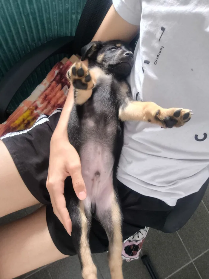 Cachorro raça SRD-ViraLata idade 2 a 6 meses nome Domênico