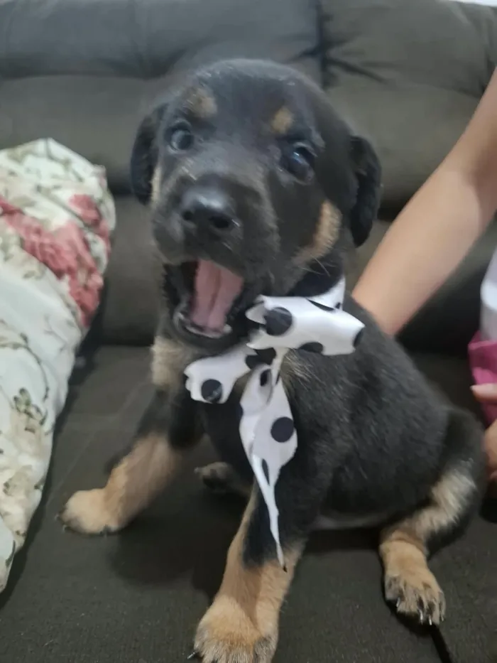 Cachorro raça SRD-ViraLata idade 2 a 6 meses nome Domênico