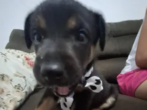 Cachorro raça SRD-ViraLata idade 2 a 6 meses nome Domênico