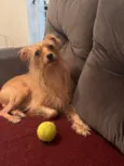 Luppy