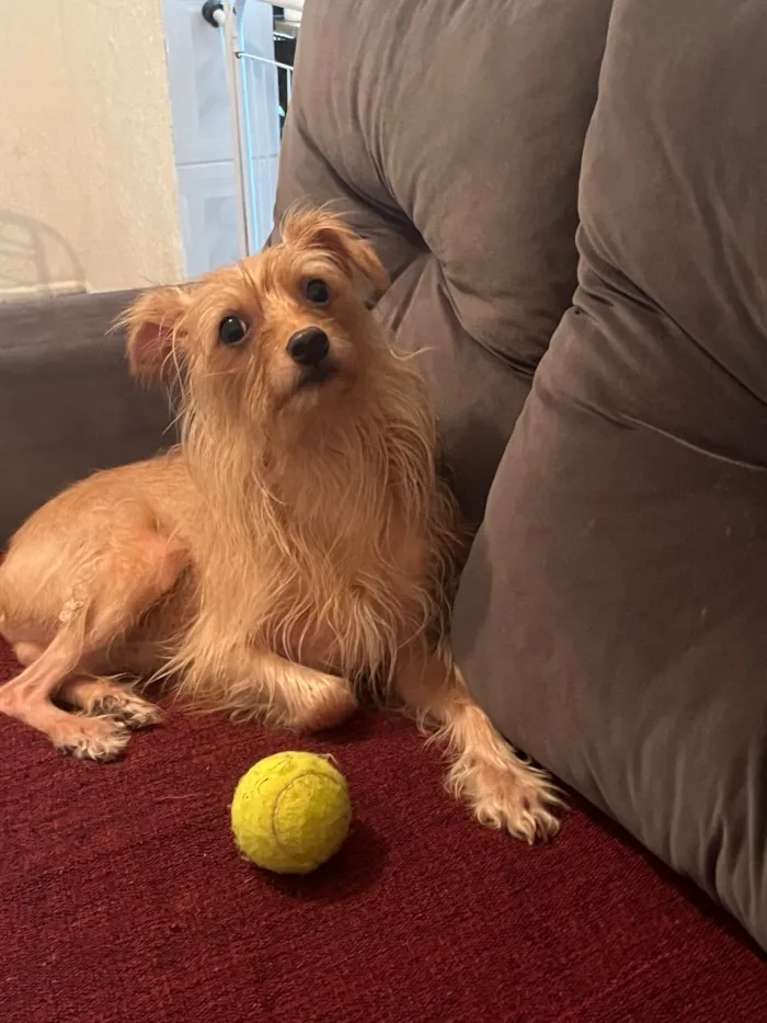 Cachorro raça Pinscher idade 4 anos nome Luppy