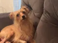 Luppy