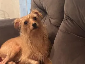 Cachorro raça Pinscher idade 4 anos nome Luppy