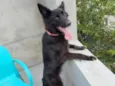 zuri