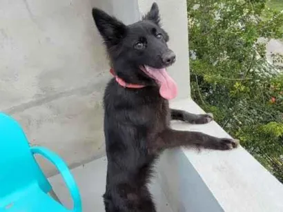 Cachorro raça SRD-ViraLata idade 2 a 6 meses nome zuri