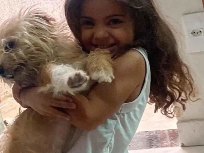 Cachorro raça Perdigueiro idade 6 ou mais anos nome Fred