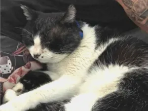 Gato raça SRD-ViraLata idade 6 ou mais anos nome Frajola 