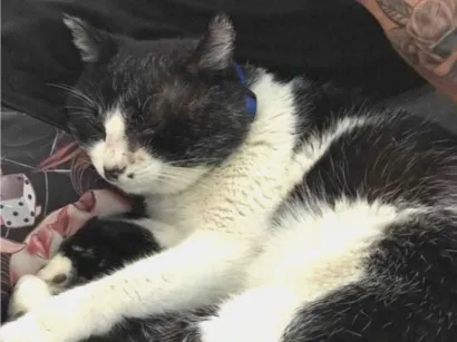 Gato raça SRD-ViraLata idade 6 ou mais anos nome Frajola 
