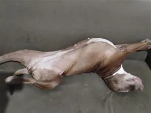 Cachorro raça Pit-Bull idade 4 anos nome Iara