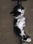 tom