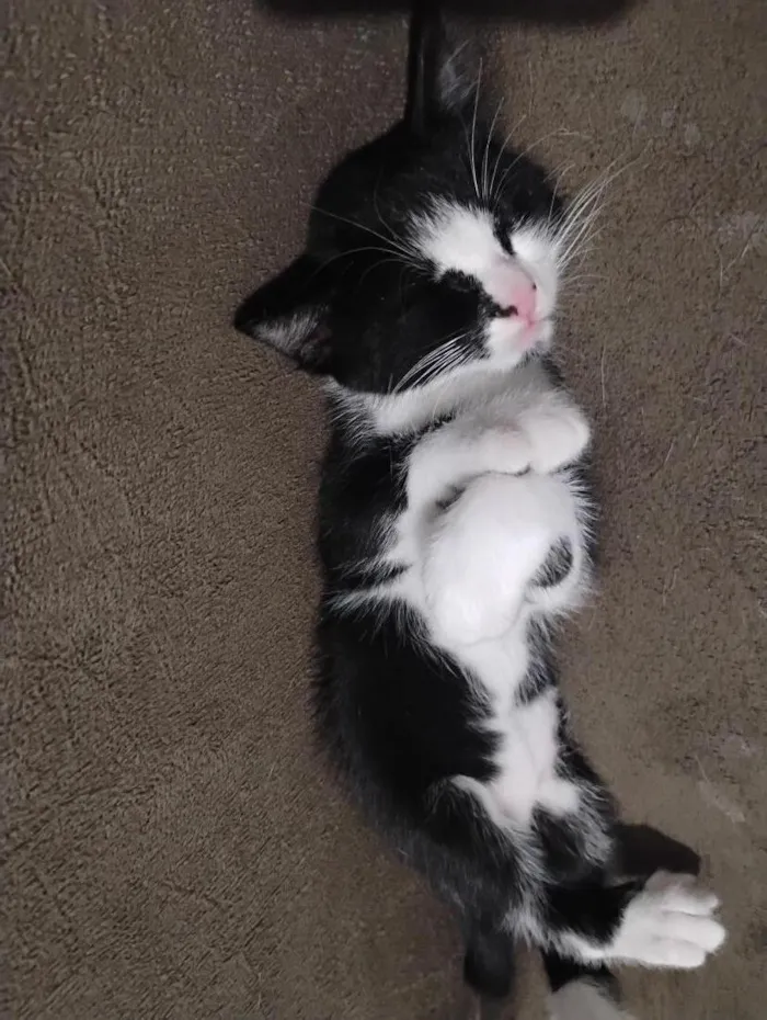 Gato raça SRD-ViraLata idade 7 a 11 meses nome tom