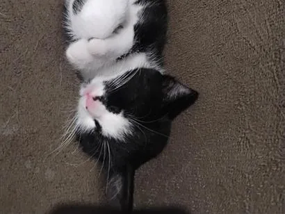 Gato raça SRD-ViraLata idade 7 a 11 meses nome tom