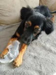 Zaya