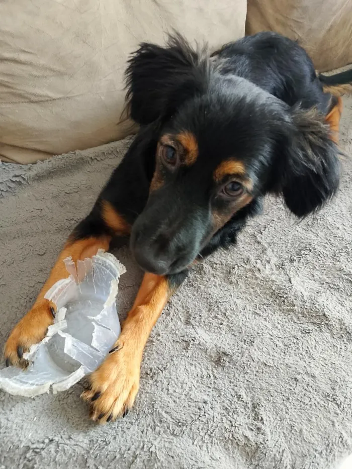 Cachorro raça SRD-ViraLata idade 2 a 6 meses nome Zaya