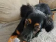 Zaya