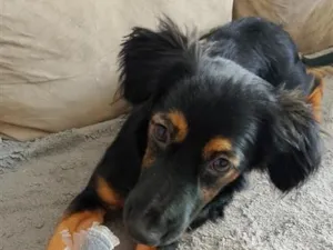 Cachorro raça SRD-ViraLata idade 2 a 6 meses nome Zaya