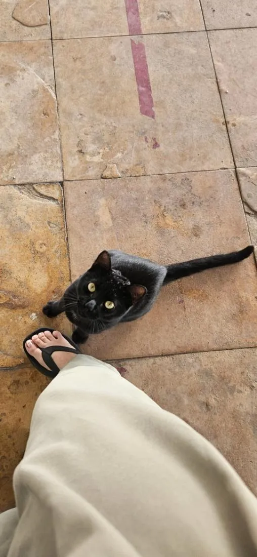 Gato raça SRD-ViraLata idade 1 ano nome Salém