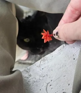 Gato raça SRD-ViraLata idade 1 ano nome Salém