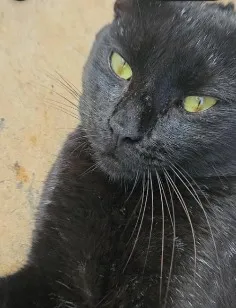 Gato raça SRD-ViraLata idade 1 ano nome Salém