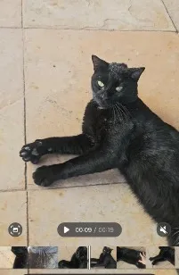 Gato raça SRD-ViraLata idade 1 ano nome Salém