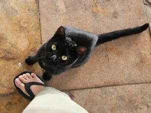 Gato raça SRD-ViraLata idade 1 ano nome Salém