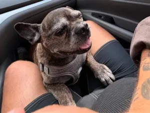 Cachorro raça Bulldog francês  idade 5 anos nome Petter