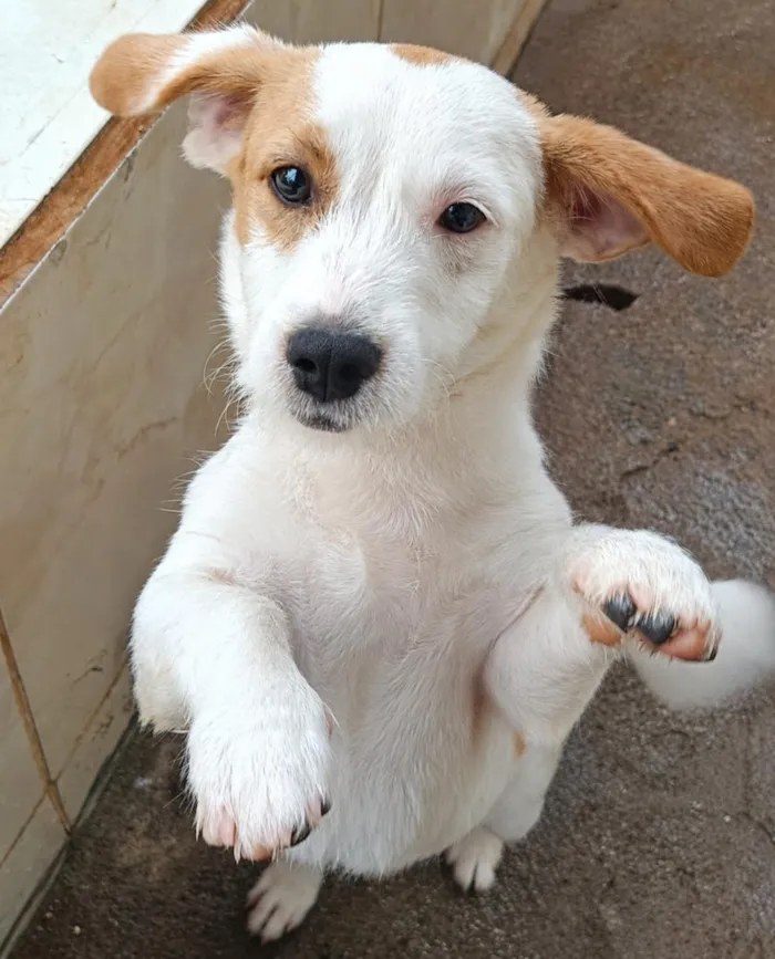 Cachorro raça SRD-ViraLata idade 2 a 6 meses nome pingo
