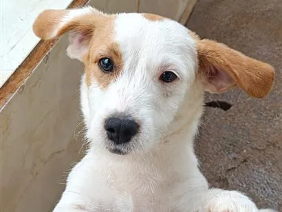 Cachorro raça SRD-ViraLata idade 2 a 6 meses nome pingo