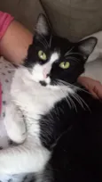 Gordinho
