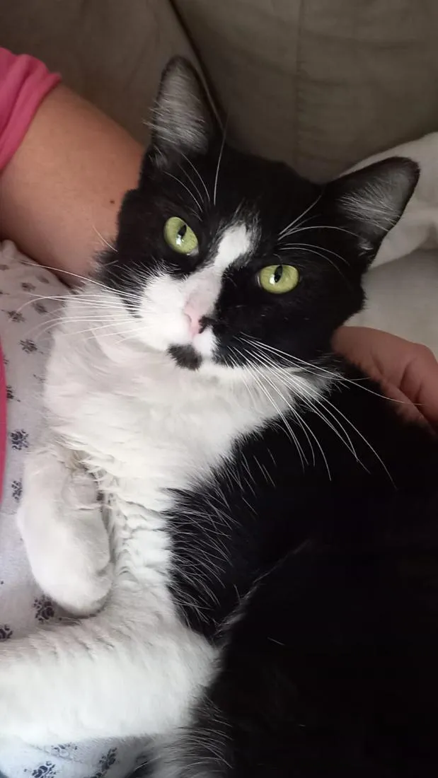 Gato raça SRD-ViraLata idade 1 ano nome Gordinho