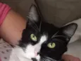 Gordinho