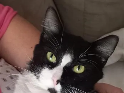 Gato raça SRD-ViraLata idade 1 ano nome Gordinho