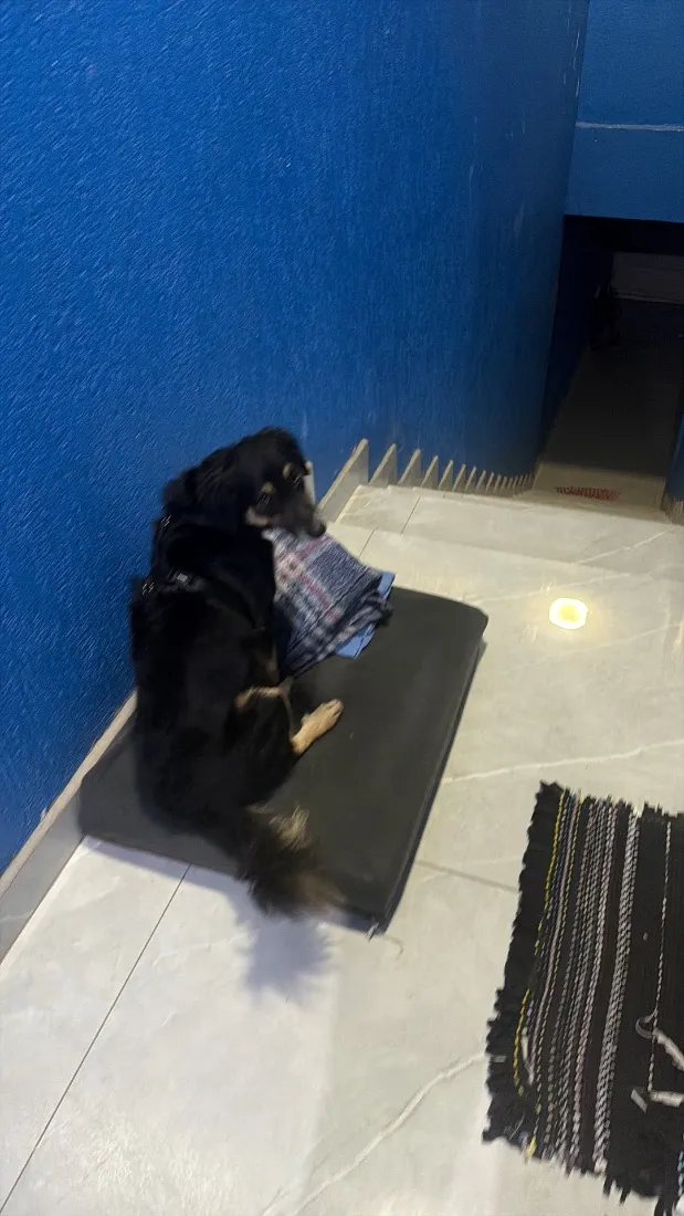 Cachorro raça SRD-ViraLata idade 2 anos nome Thor