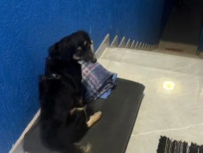 Cachorro raça SRD-ViraLata idade 2 anos nome Thor