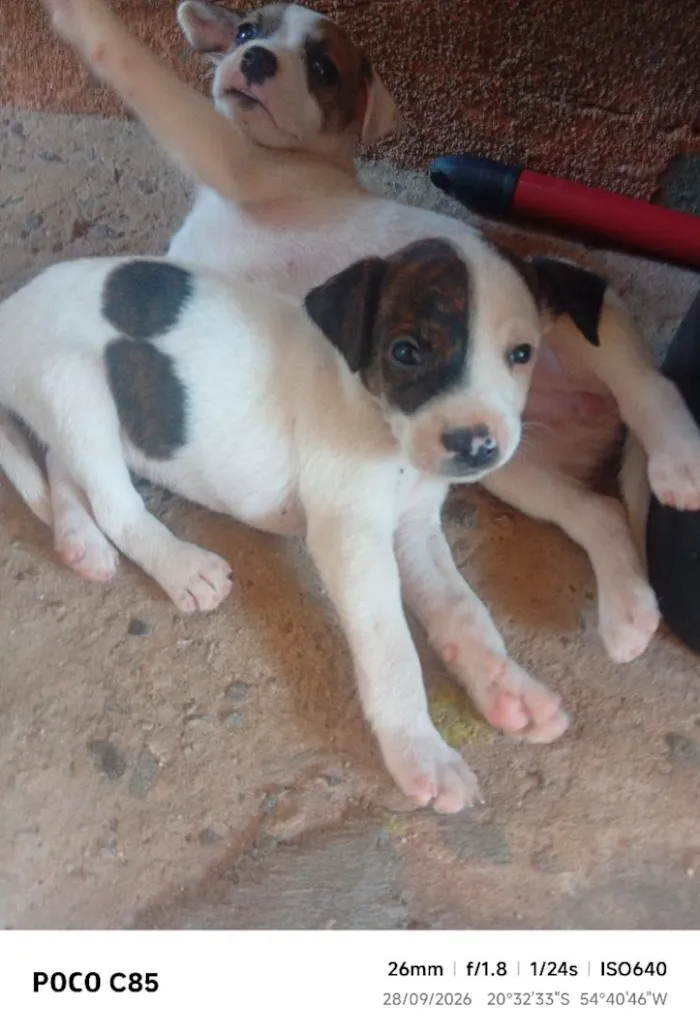 Cachorro raça SRD-ViraLata idade 2 a 6 meses nome Tigre