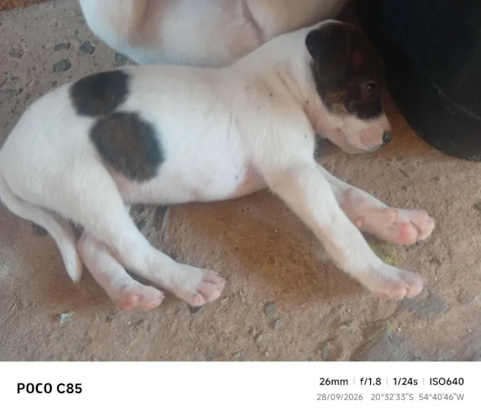 Cachorro raça SRD-ViraLata idade 2 a 6 meses nome Tigre