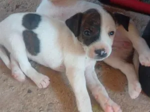 Cachorro raça SRD-ViraLata idade 2 a 6 meses nome Tigre