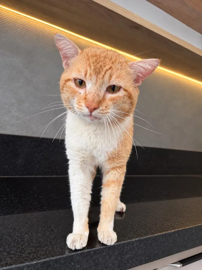 Gato raça SRD-ViraLata idade 1 ano nome Garfield