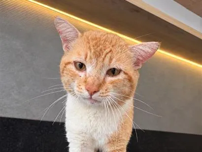 Gato raça SRD-ViraLata idade 1 ano nome Garfield