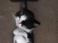 tom