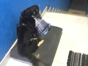 Cachorro raça SRD-ViraLata idade 2 anos nome Thor