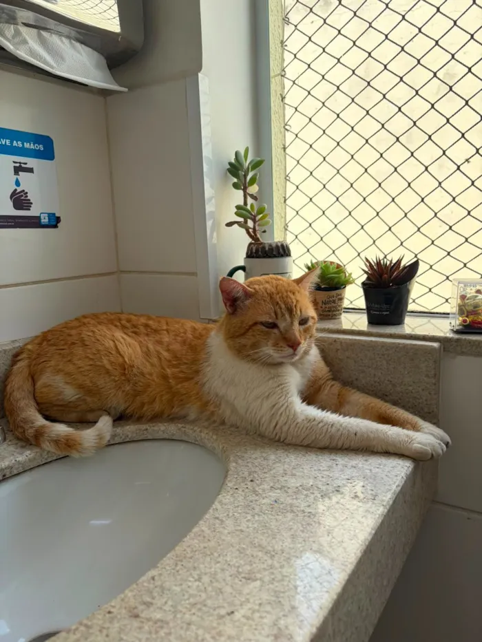 Gato raça SRD-ViraLata idade 1 ano nome Garfield