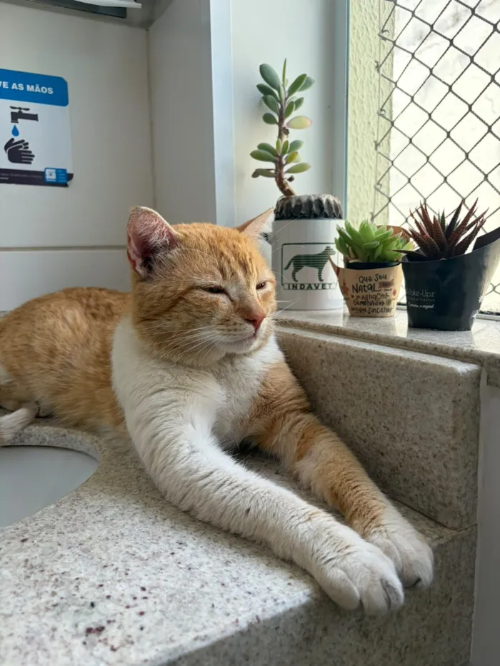 Gato raça SRD-ViraLata idade 1 ano nome Garfield