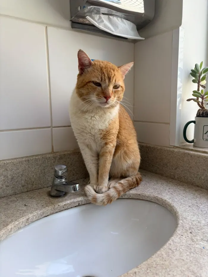 Gato raça SRD-ViraLata idade 1 ano nome Garfield