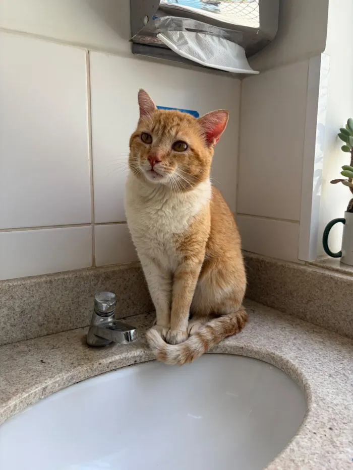 Gato raça SRD-ViraLata idade 1 ano nome Garfield