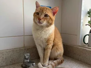 Gato raça SRD-ViraLata idade 1 ano nome Garfield