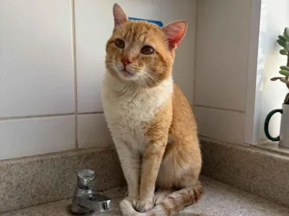 Gato raça SRD-ViraLata idade 1 ano nome Garfield