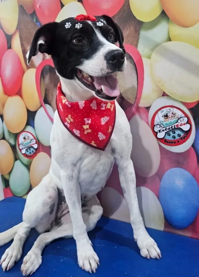 Cachorro raça SRD-ViraLata idade 3 anos nome Pandora