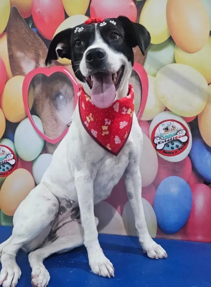 Cachorro raça SRD-ViraLata idade 3 anos nome Pandora