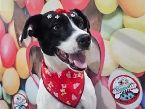 Cachorro raça SRD-ViraLata idade 3 anos nome Pandora